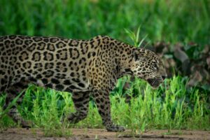 Brazil today: leopard walking on green grass during daytime