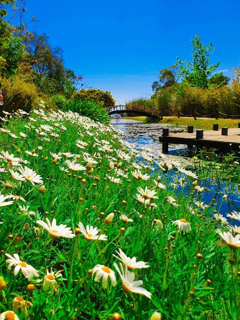 white flowers near body of water during daytime