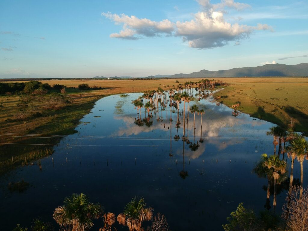 A buriti palm grove on the BR-174 outside Boa Vista, toward Mucaja&iacute;, by Rogean James Caleffi