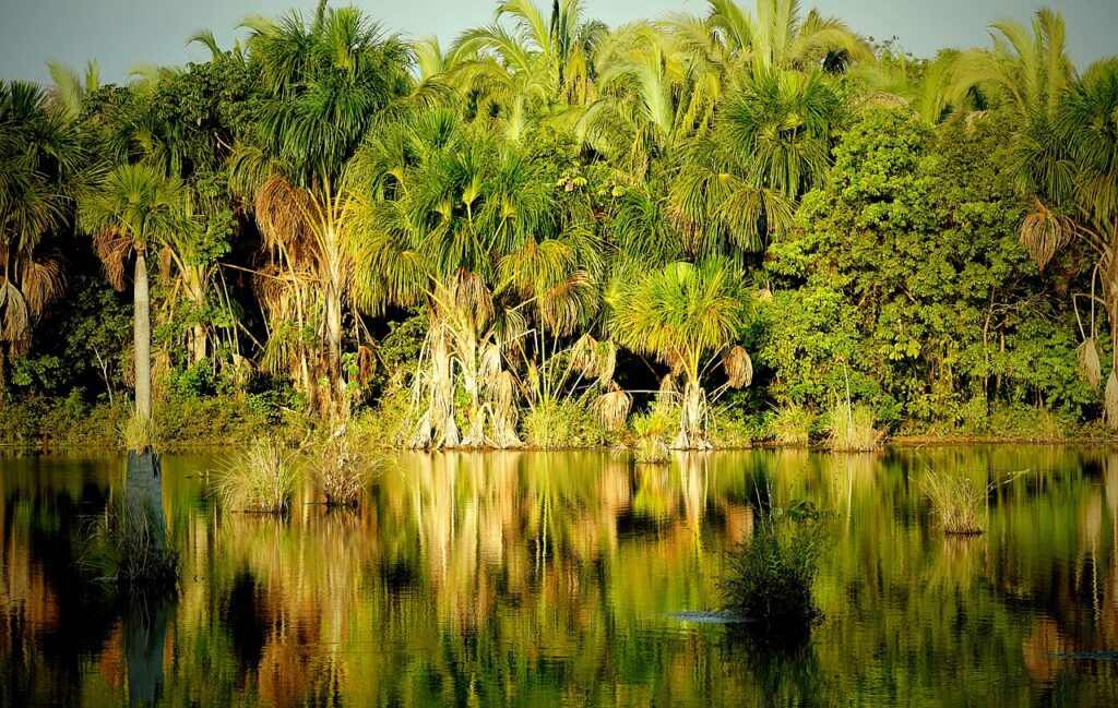 Buriti palms at the Lagoa das Araras, Bom Jardim, Nobres