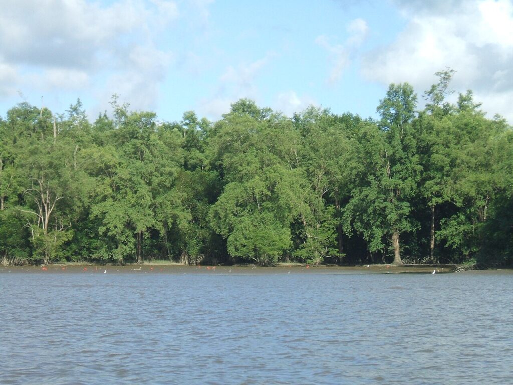 Herons, scarlet ibis and spoonbills in the siri&uacute;ba mangroves of Cabo Orange National Park
