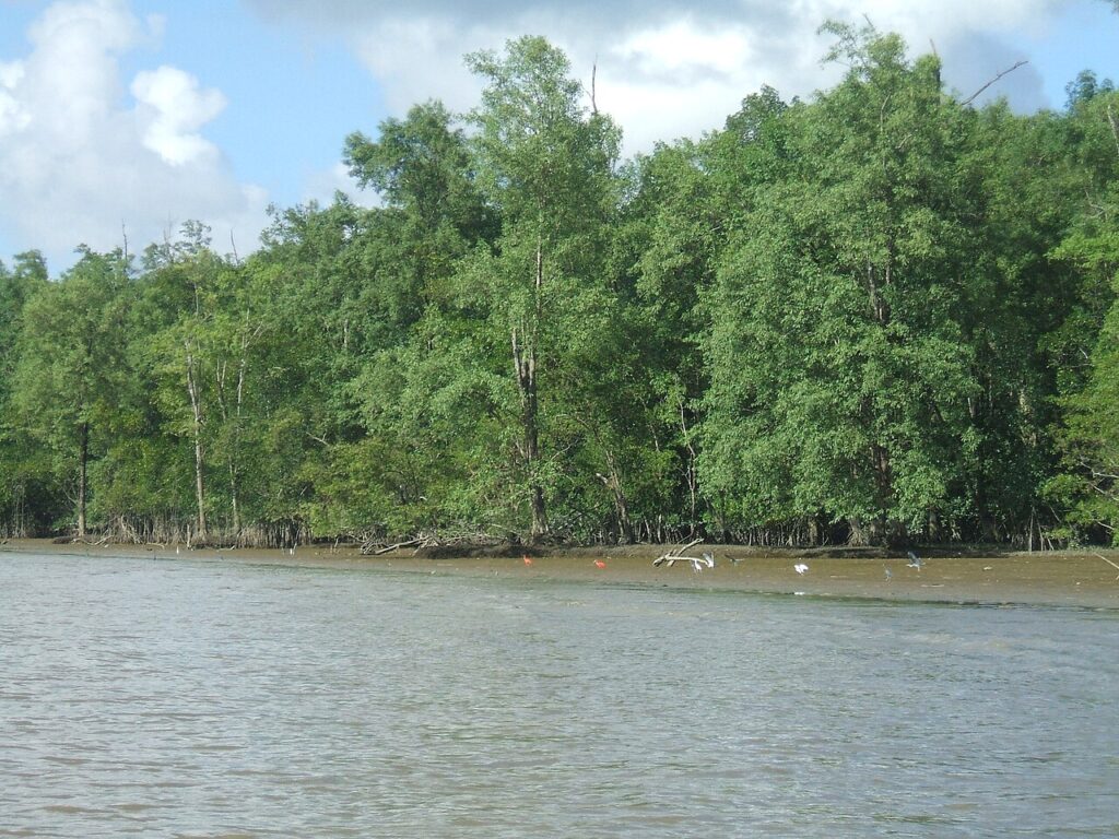 Birds flying over the mangroves of Cabo Orange National Park
