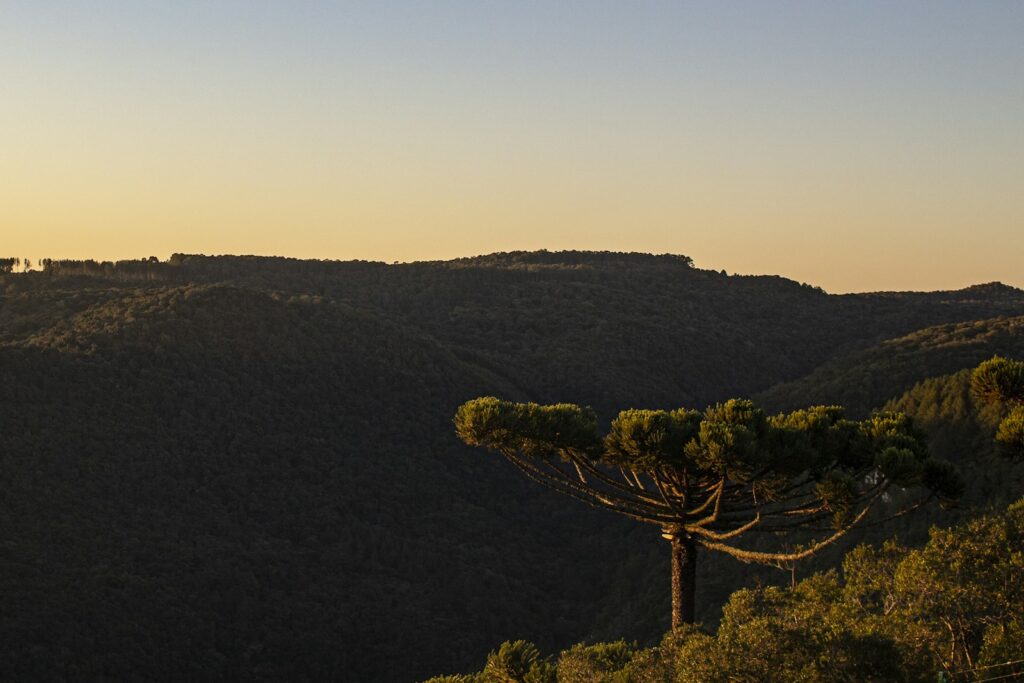 Forest and canyon landscape near Canela, by Laila