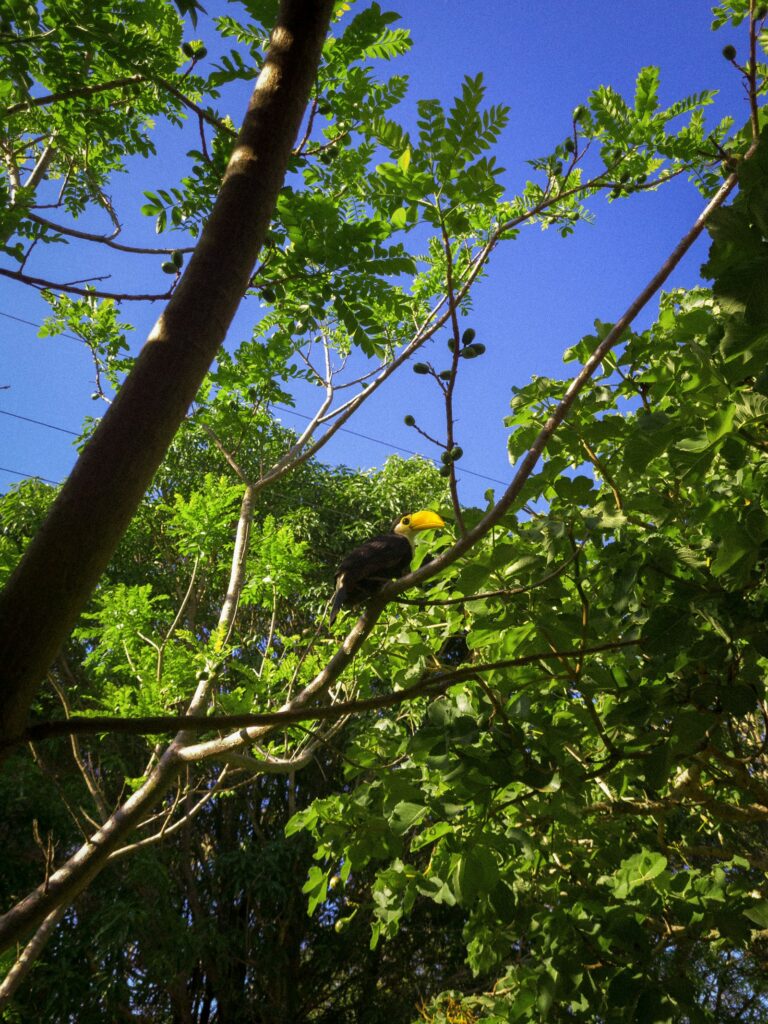 A toucan perched on a pequi tree in Bras&iacute;lia, by Esdras Tom&eacute;