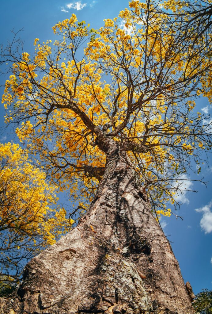 Yellow ip&ecirc; trees in bloom in Bras&iacute;lia, by Mario Gogh