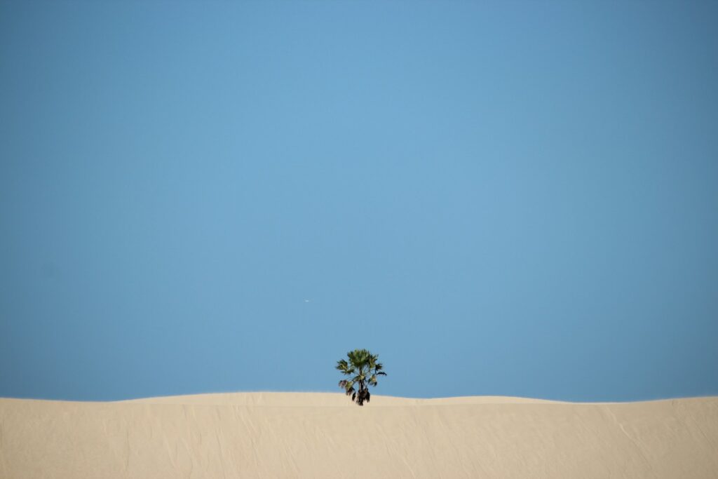 Coconut palm in the dunes at Tut&oacute;ia, Maranh&atilde;o, a delta municipality and boat departure point, by R&ecirc; Oliveira