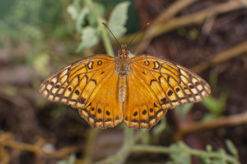 Butterfly on Amazon vegetation in Porto Velho (Higor Prestes).