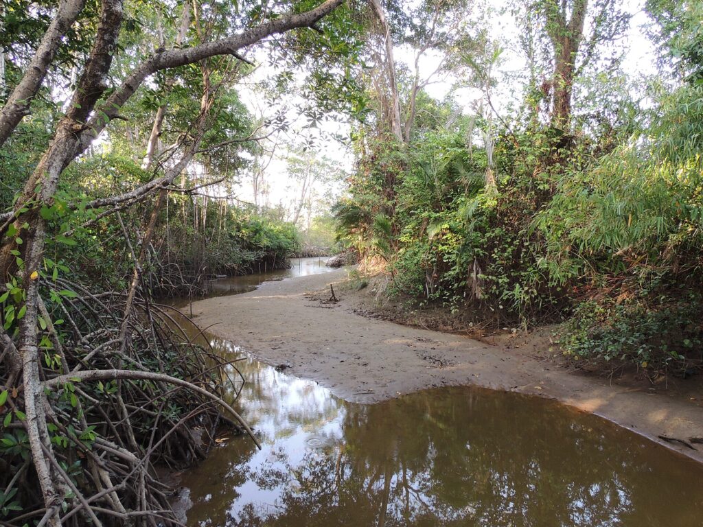 Mangroves near Soure, Ilha de Maraj&oacute;