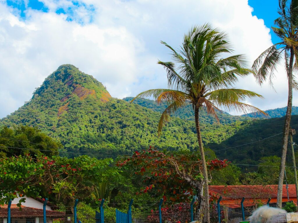 Palm trees and forested mountains on Ilha Grande, by Tutz Dias