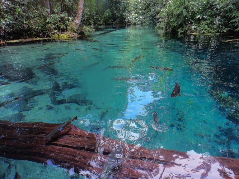 Clear water of the Aquário Encantado, Nobres, Mato Grosso
