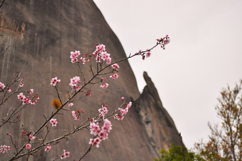 Flowering tree in front of the rock at Pedra Azul, Arac&ecirc;, by Lohane Gon&ccedil;alves Diogo