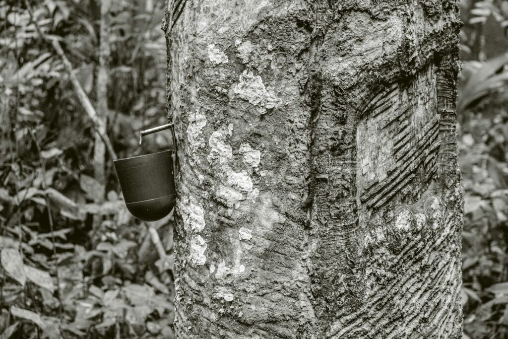 Latex from a rubber tree in the Chico Mendes Extractive Reserve, Xapuri, Acre